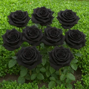 ساخت گل رز مشکی