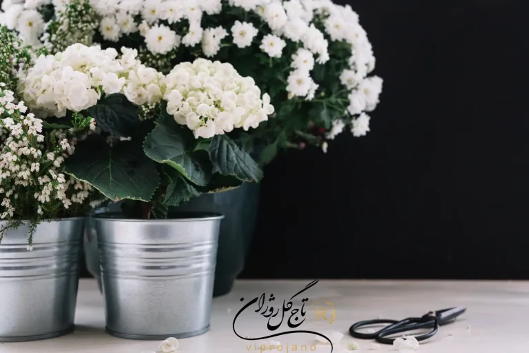 ماندگاری گل ترحیم