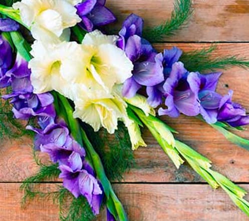 دسته گل گلایل برای تسلیت